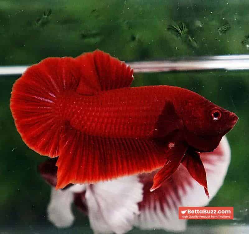 Betta fish HMPK Deep Super Red - Image 3