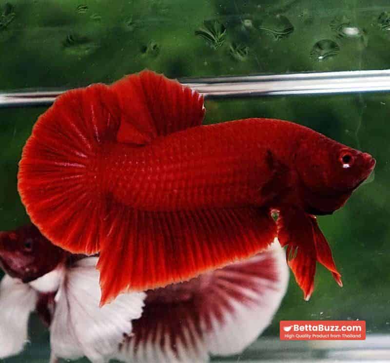 Betta fish HMPK Deep Super Red - Image 5