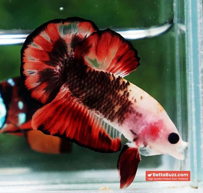 Betta Fish The Dark Santa OHMPK - Image 6