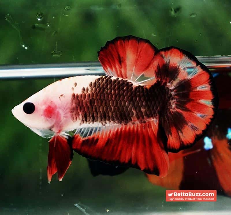 Betta Fish The Dark Santa OHMPK - Image 3