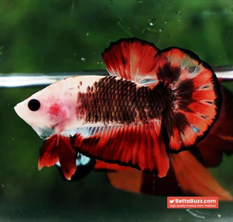 Betta Fish The Dark Santa OHMPK - Image 5