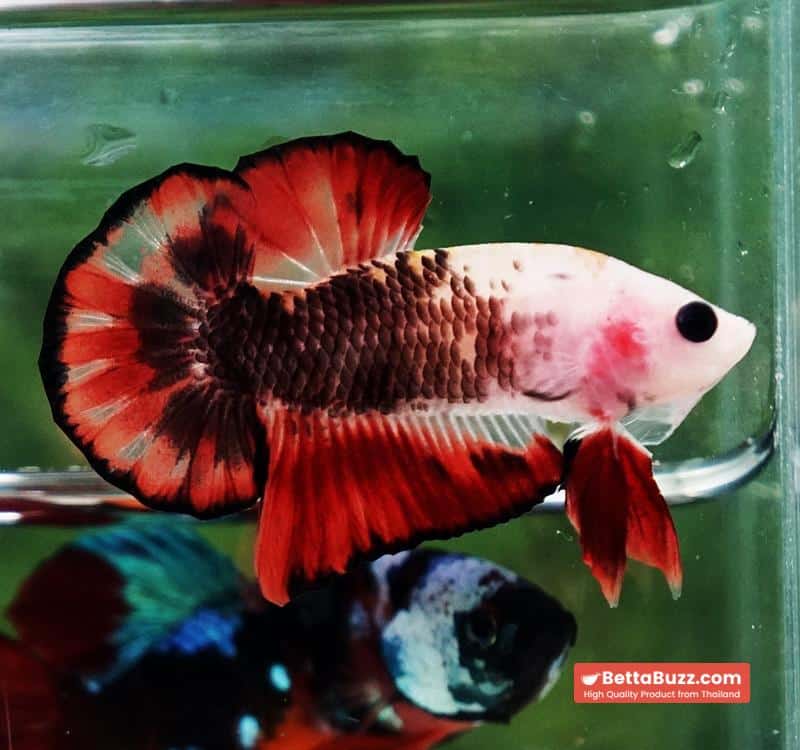 Betta Fish The Dark Santa OHMPK - Image 2