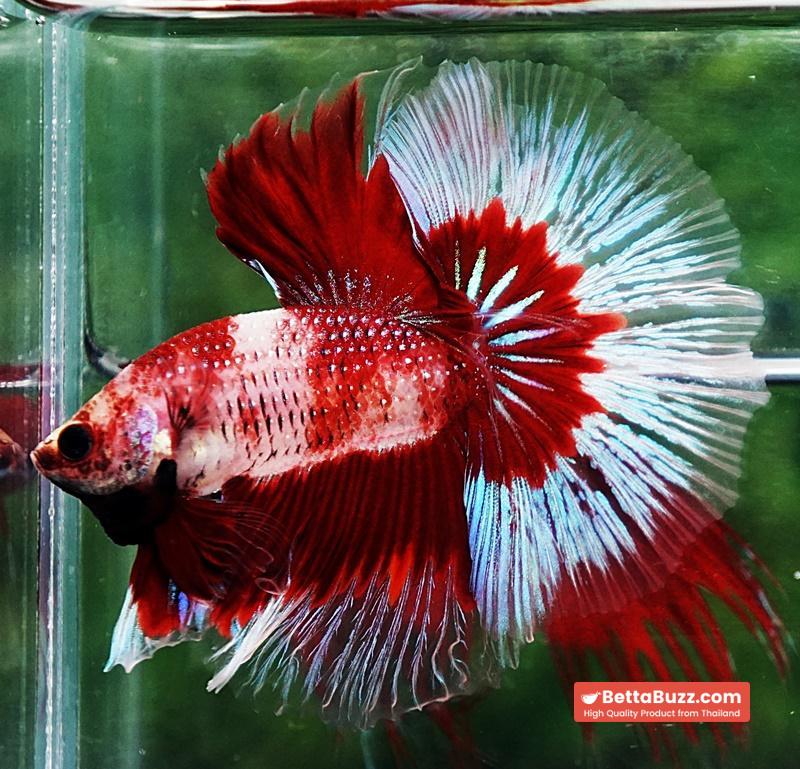 Betta fish HM Classic Koi White Ring - Image 4