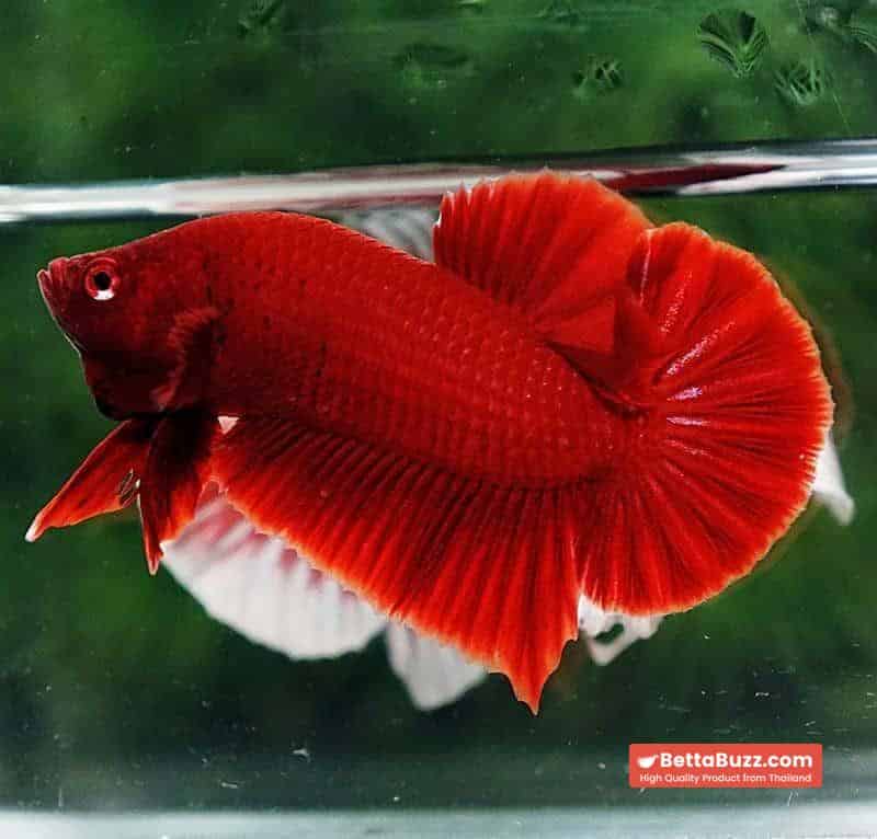 Betta fish HMPK Deep Super Red - Image 6