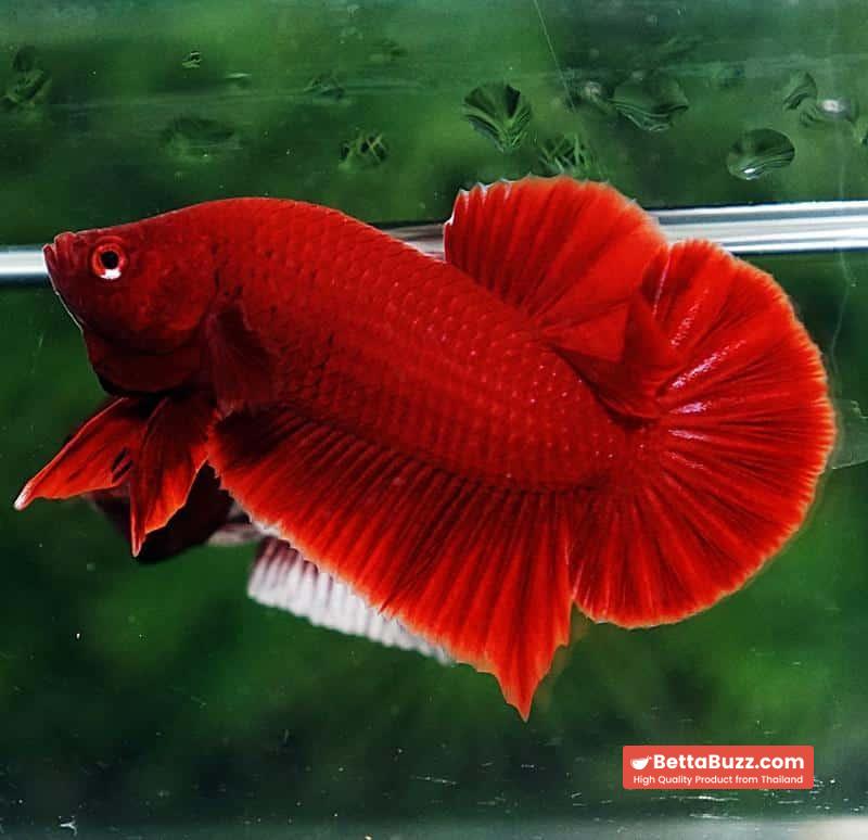Betta fish HMPK Deep Super Red