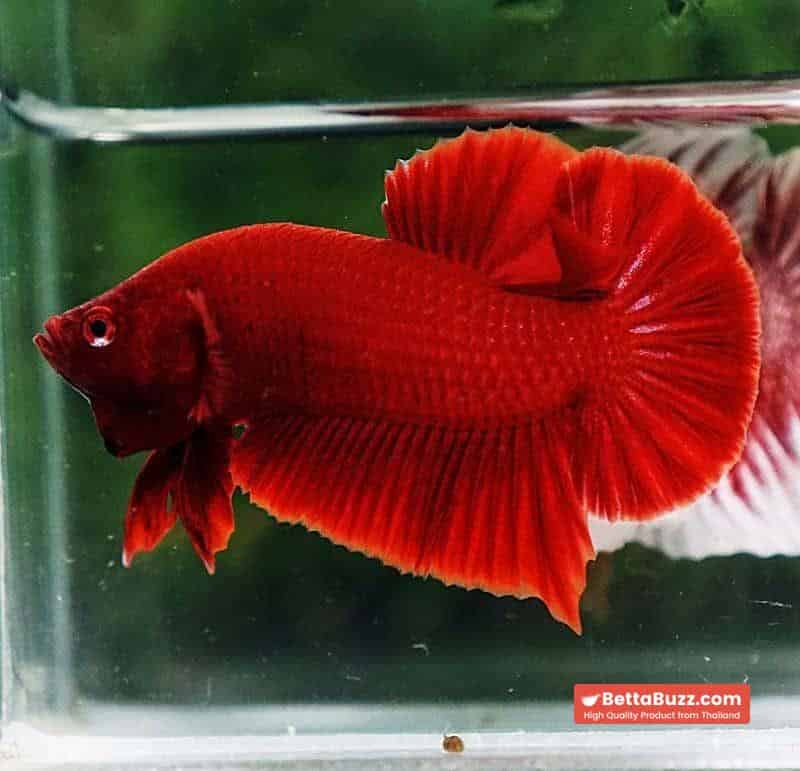 Betta fish HMPK Deep Super Red - Image 4