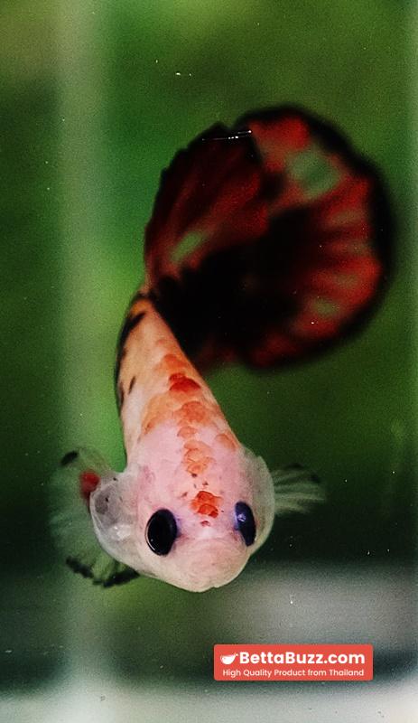 Betta Fish The Dark Santa OHMPK - Image 7