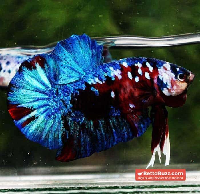Betta fish HMPK Red Blue Koi Galaxy - Image 4