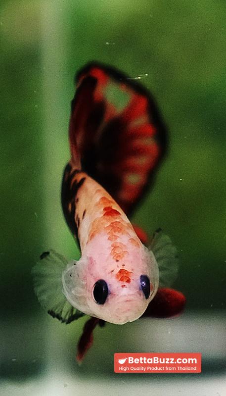 Betta Fish The Dark Santa OHMPK - Image 8