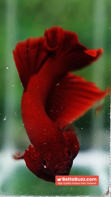 Betta fish HMPK Deep Super Red - Image 7