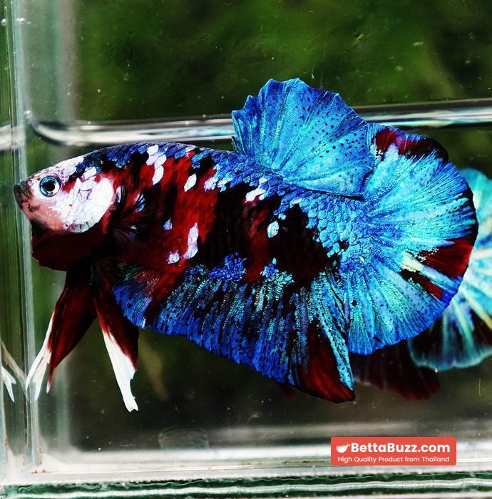 Betta fish HMPK Red Blue Koi Galaxy - Image 3