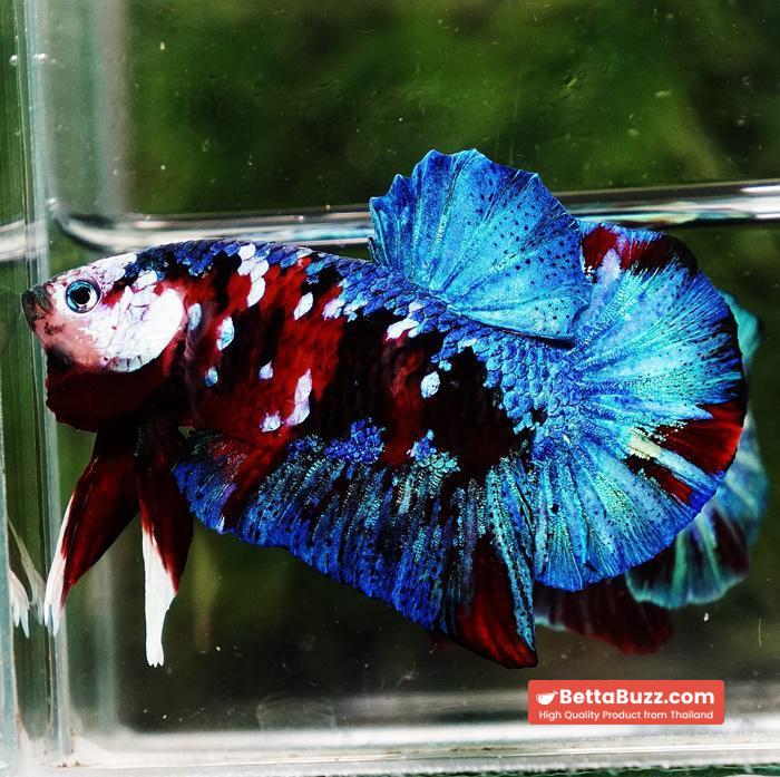 Betta fish HMPK Red Blue Koi Galaxy - Image 5