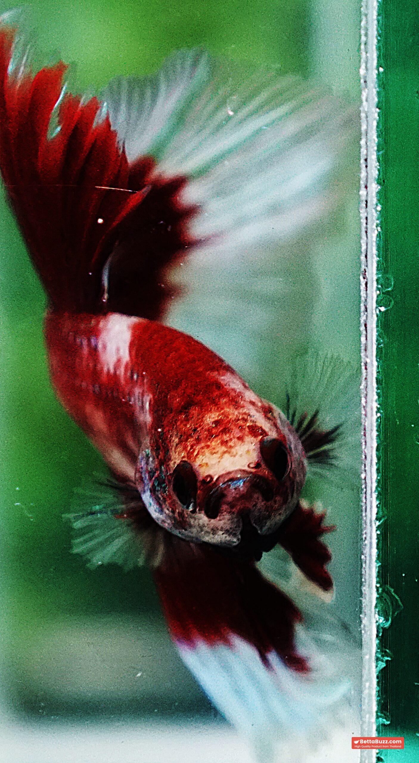 Betta fish HM Classic Koi White Ring - Image 5