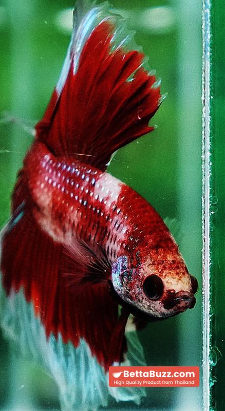 Betta fish HM Classic Koi White Ring - Image 6