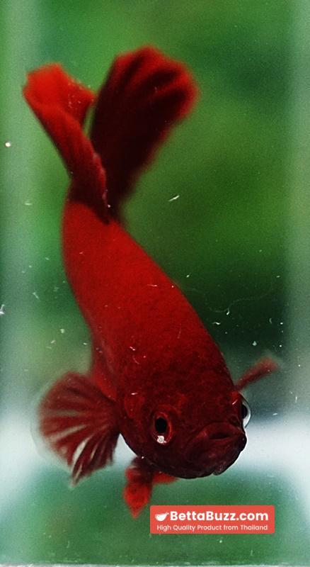 Betta fish HMPK Deep Super Red - Image 8