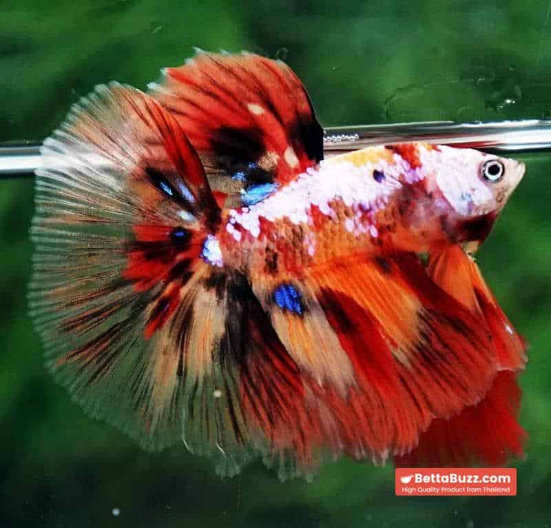 Betta fish HM Multicolor Candy Nemo Yellow Base - Image 6
