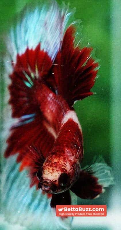 Betta fish HM Classic Koi White Ring - Image 7