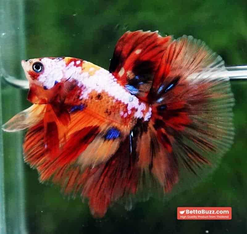 Betta fish HM Multicolor Candy Nemo Yellow Base - Image 3