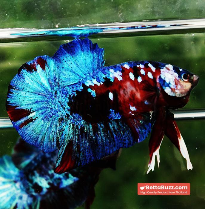 Betta fish HMPK Red Blue Koi Galaxy - Image 2