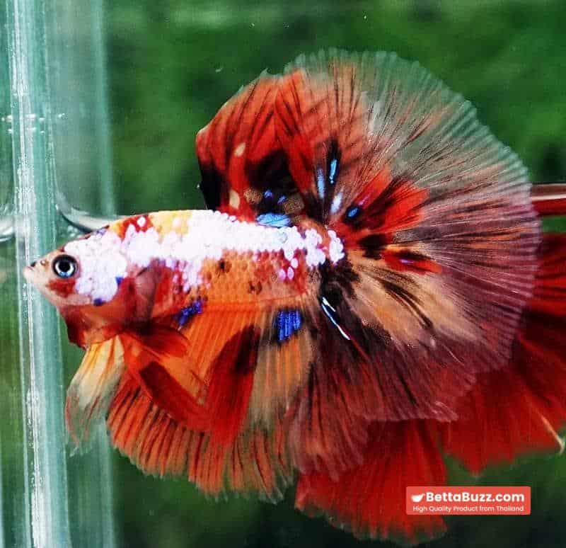 Betta fish HM Multicolor Candy Nemo Yellow Base - Image 5