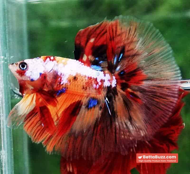 Betta fish HM Multicolor Candy Nemo Yellow Base - Image 7
