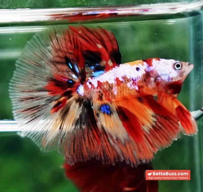 Betta fish HM Multicolor Candy Nemo Yellow Base - Image 2