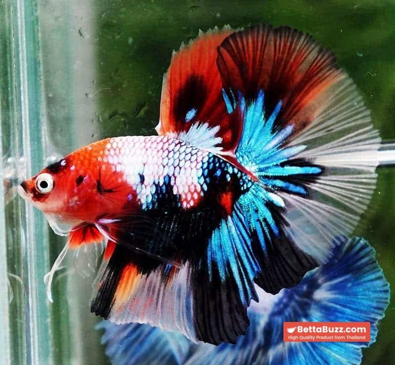 Betta fish OHM Emerald Candy Nemo Galaxy - Image 3