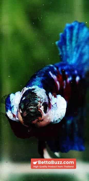 Betta fish HMPK Red Blue Koi Galaxy - Image 6