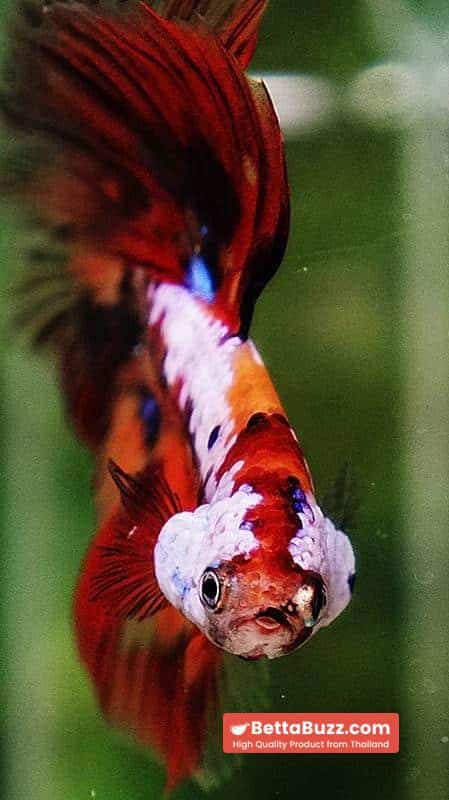 Betta fish HM Multicolor Candy Nemo Yellow Base - Image 8