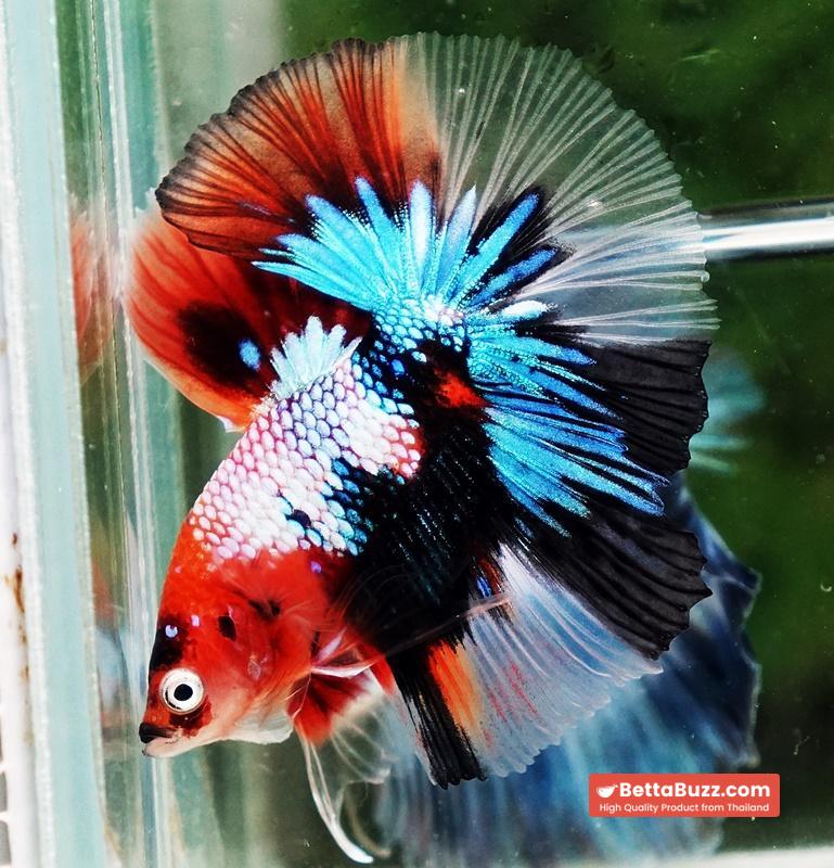 Betta fish OHM Emerald Candy Nemo Galaxy - Image 5