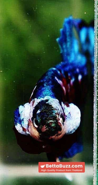 Betta fish HMPK Red Blue Koi Galaxy - Image 7