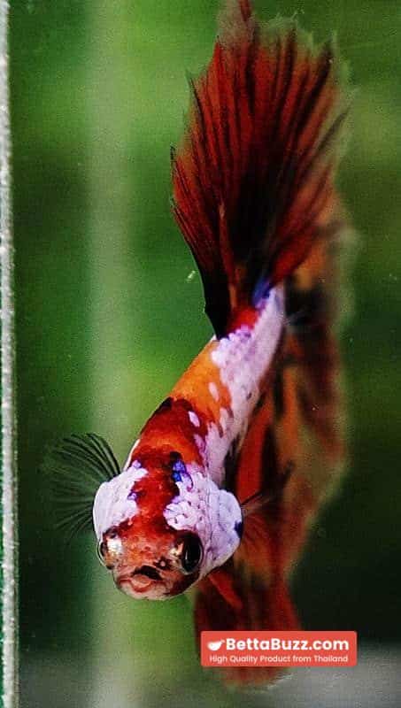 Betta fish HM Multicolor Candy Nemo Yellow Base - Image 9