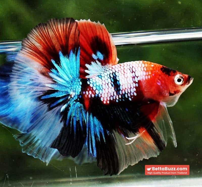 Betta fish OHM Emerald Candy Nemo Galaxy - Image 2