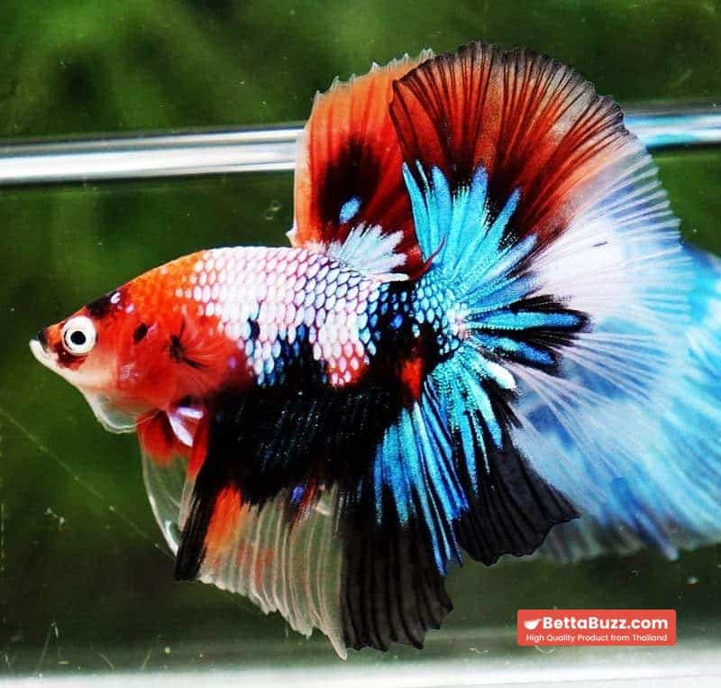 Betta fish OHM Emerald Candy Nemo Galaxy - Image 6