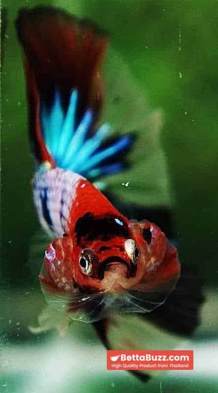 Betta fish OHM Emerald Candy Nemo Galaxy - Image 7