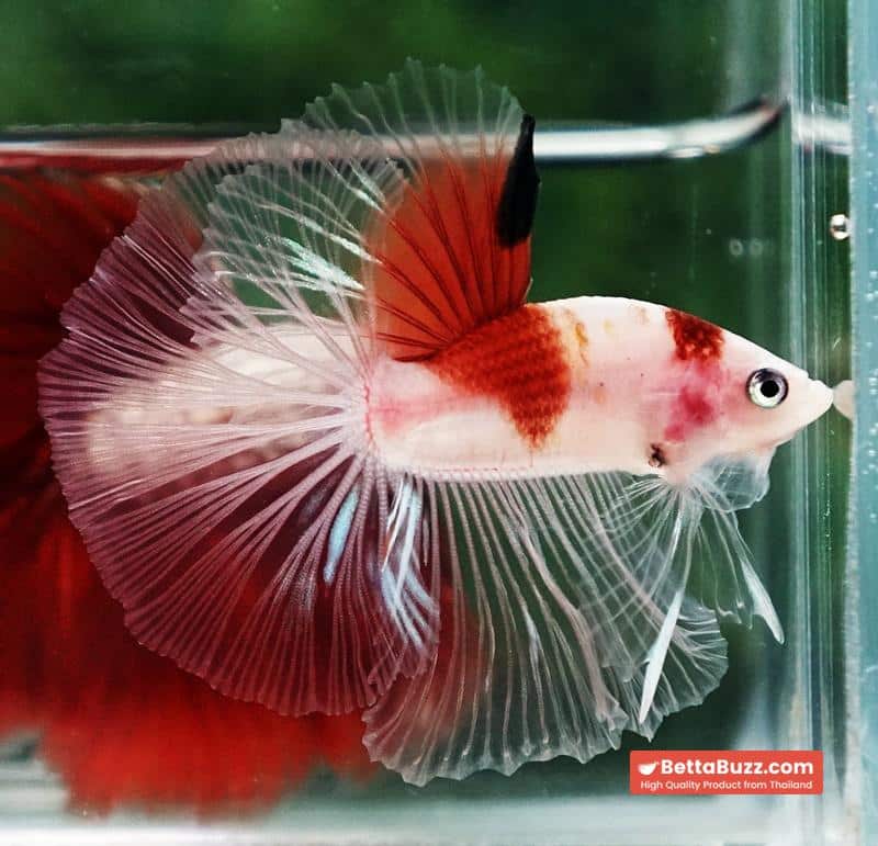 Betta fish OHM Tanjo-Koi - Image 2