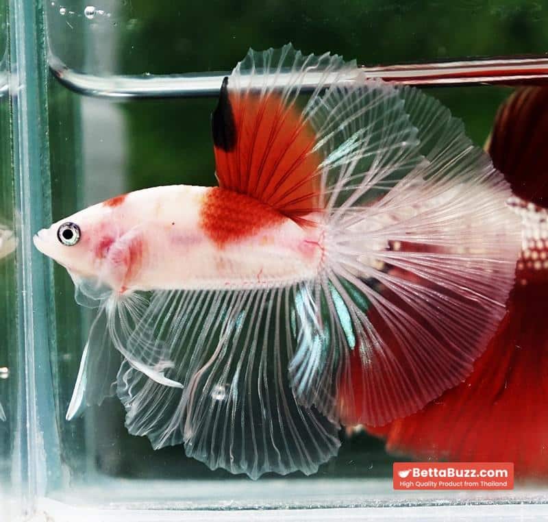 Betta fish OHM Tanjo-Koi - Image 3