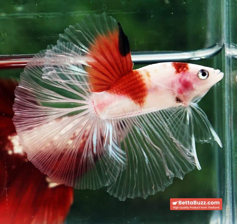 Betta fish OHM Tanjo-Koi - Image 6