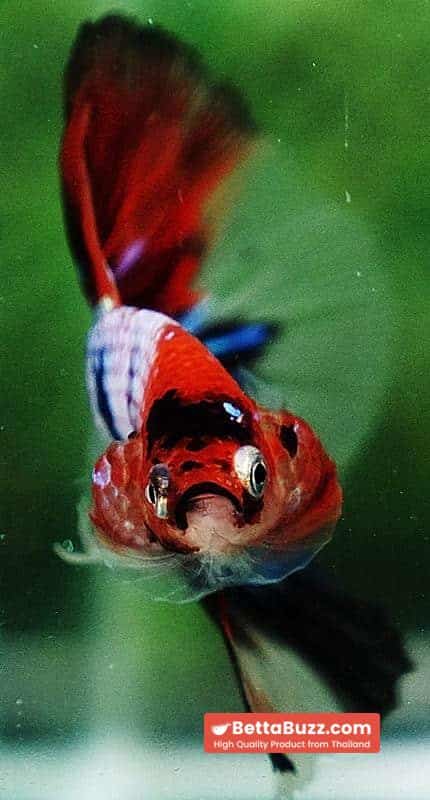 Betta fish OHM Emerald Candy Nemo Galaxy - Image 8