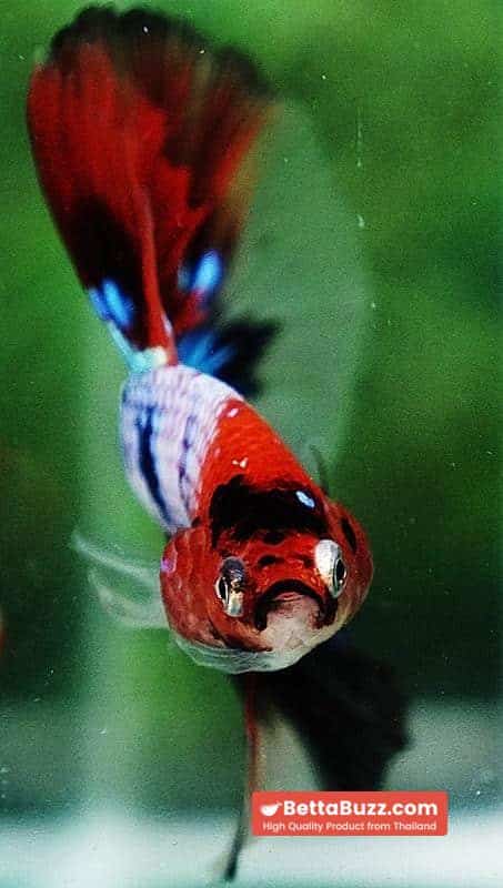 Betta fish OHM Emerald Candy Nemo Galaxy - Image 9