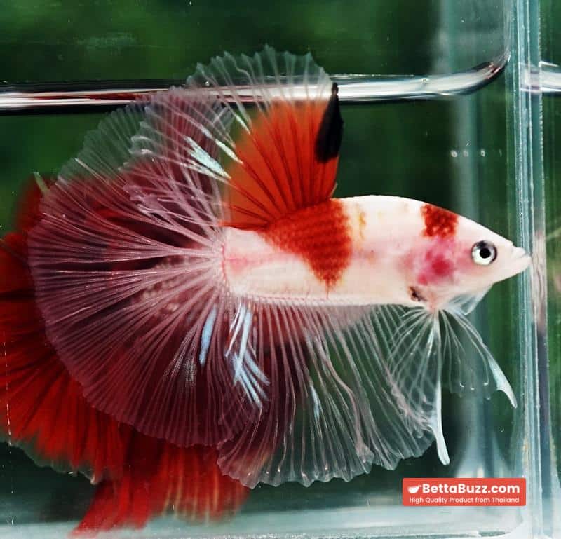 Betta fish OHM Tanjo-Koi - Image 4