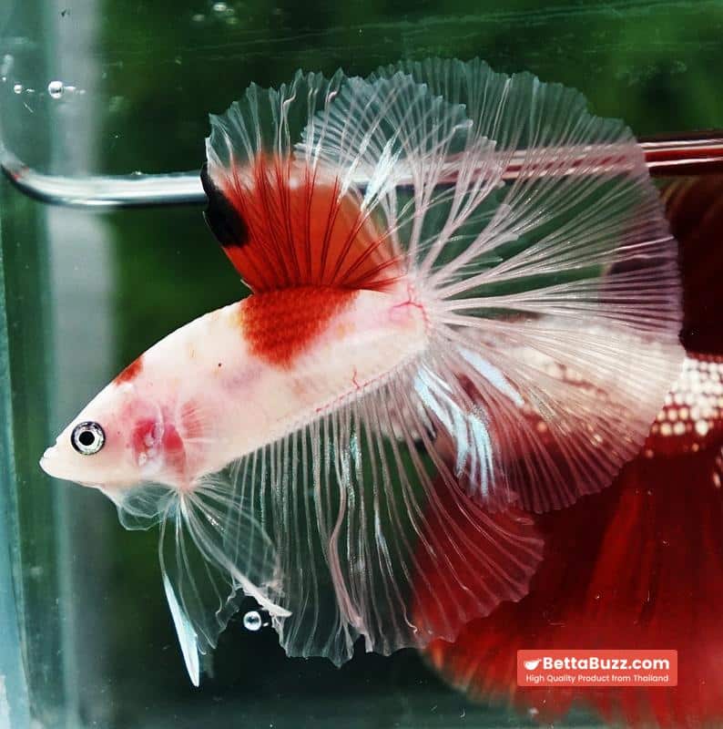 Betta fish OHM Tanjo-Koi - Image 5