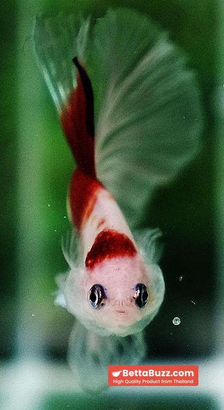 Betta fish OHM Tanjo-Koi - Image 7
