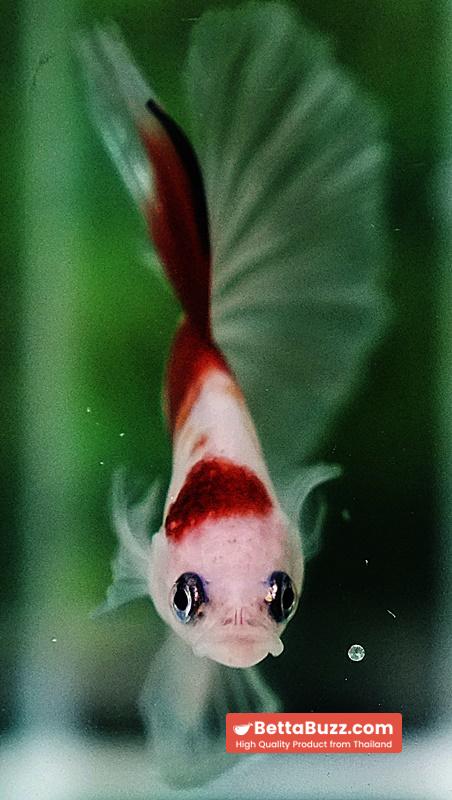 Betta fish OHM Tanjo-Koi - Image 8
