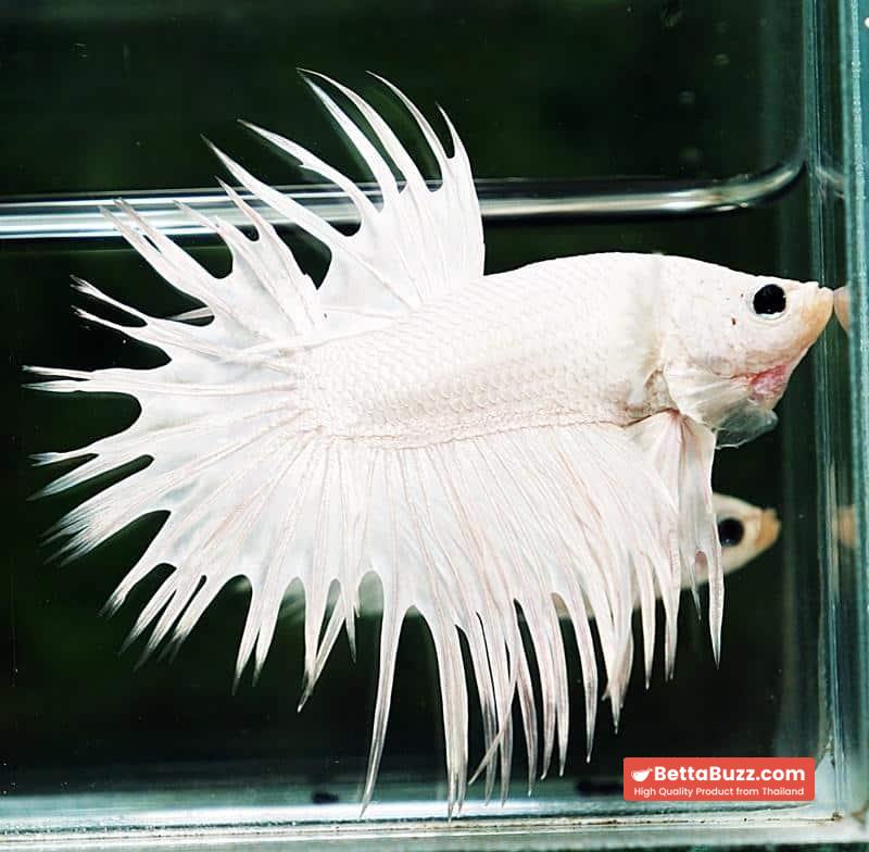 Betta fish CT Dragon White Sparkle