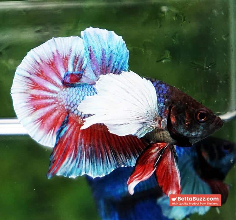 Betta Fish Purple Pink Salamander Dumbo HMPK - Image 4