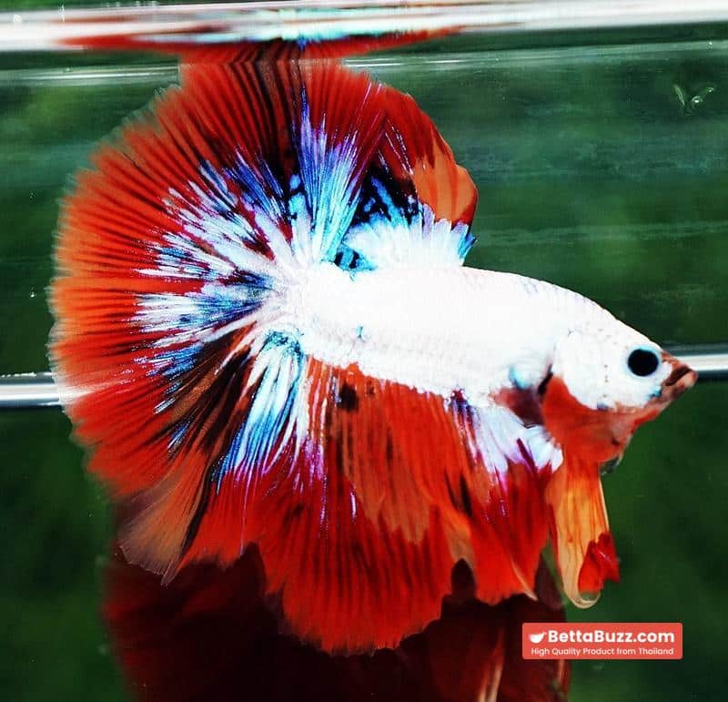 Betta fish HM Multicolor Fire Dragon - Image 4