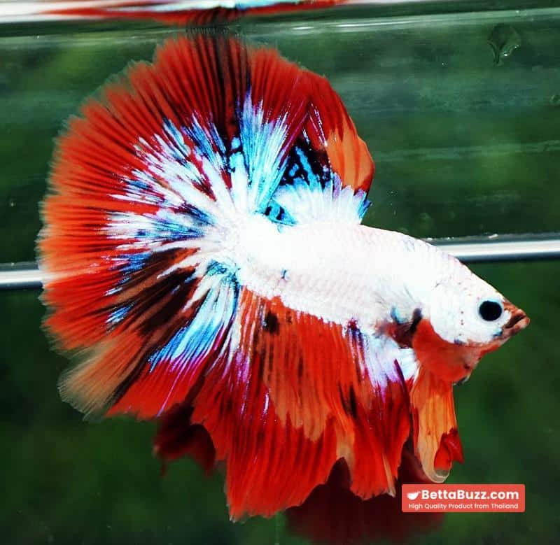 Betta fish HM Multicolor Fire Dragon - Image 6