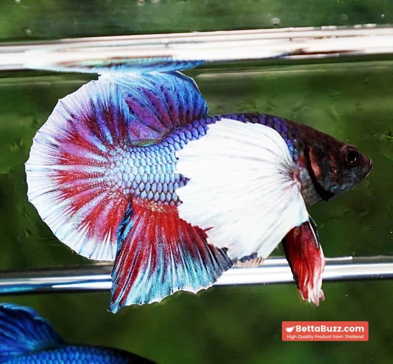 Betta Fish Purple Pink Salamander Dumbo HMPK - Image 6