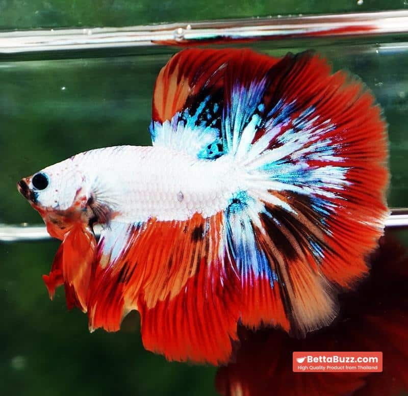 Betta fish HM Multicolor Fire Dragon - Image 7